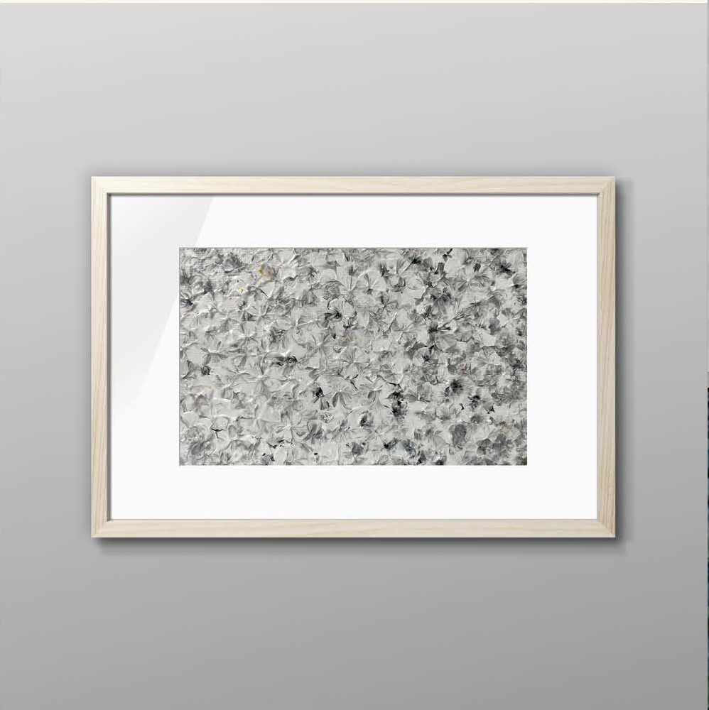 Grey Petal Reverie (209)